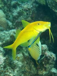 Yellowsaddle goatfish been cleaned , picture was taken at... by Anel Van Veelen 